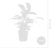 Bloomique - Calathea White Fusion - Roślina pawia - Rośliny Podgląd zdjęcia produktu 6