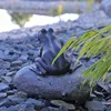 CLGarden Wasserspeier Figur Frosch auf Stein für Produktbild-Vorschau 3