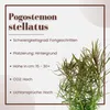 Aquarium Pflanze Pogostemon stellata Tropica Nr.053G Produktbild-Vorschau 2