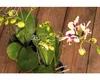 Esschert Design | Blumenampel hängend - Schwarz - Metall - Produktbild-Vorschau 5