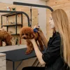 LZQ Table de toilettage portable pour chiens Table de Voir les images du produit 9