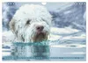 Lagotto Romagnolo, Sonderausgabe (Wandkalender 2027, DIN Produktbild-Vorschau 13
