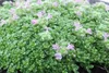 Thymus praecox 'Minor', Teppich-Thymian, aromatisch, ca. Produktbild-Vorschau 2