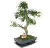 Bonsai wiaz chinski - Ulmus parviflora - ok. 12-15 lat Podgląd zdjęcia produktu 2