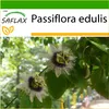 SAFLAX - Granadilla - 40 Nasiona - Z podłożem uprawowym Podgląd zdjęcia produktu 8