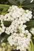 Pieris japonica 'Debutante', Japanische Lavendelheide, Produktbild-Vorschau 1