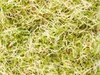 Sonnentor Alfalfa, Puder, Luzerne, 120 g, 1 Stück(e), 424 Produktbild-Vorschau 6