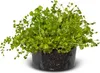 Eco Plant Micranthemum Umbrosum - roślina invitro 20 sztuk Podgląd zdjęcia produktu 5