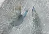 Vlies Fototapete - Peacocks Dancing - Second Variant 100x70 Produktbild-Vorschau 5