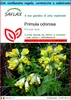 SAFLAX Set regalo - Primula odorosa - 100 semi - Primula Anteprima dell’immagine prodotto 1