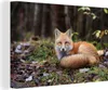 MuchoWow® - Leinwandbilder - Fuchs - Wald - Tier, Wandbild, Produktbild-Vorschau 1