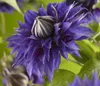 Clematis Multi Blue - Clematis Blauw - Ø15cm - ↕65cm Anteprima dell’immagine prodotto 2