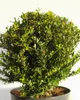 Japonský drieň Ilex crenata Rezané vetvičky 35 - 40 cm Náhľad obrázku produktu 2