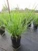 Lampenputzergras Red Head - Pennisetum alopecuroides Red Produktbild-Vorschau 2