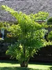 Fischschwanzpalme (Caryota mitis)  - 10 Samen Produktbild-Vorschau 6