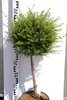 Ligustrum delavayanum - Delavays Liguster - 80cm Hochstamm Produktbild-Vorschau 3