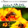 Ringelblumen Samen (Calendula Officinalis) - Vielseitige Produktbild-Vorschau 4
