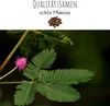 Echte Mimose Samen (Mimosa Pudica) mit hoher Keimrate -  Produktbild-Vorschau 3