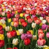500 Tulpenzwiebeln – 5 farbenfrohe Sorten Produktbild-Vorschau 8