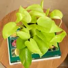 2x Scindapsus Epipremnum Golden Pothos P12 H25 Produktbild-Vorschau 4