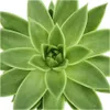 Echeveria agavoides - große Pflanze im 12cm Topf Produktbild-Vorschau 3