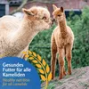 Leimüller Alpakafutter Müsli 20 kg Produktbild-Vorschau 2