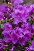 Rhododendron obt. 'Diamant Rosa', rosa Blüten, 20–25 cm Produktbild-Vorschau 1