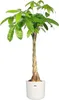 elho b.for Soft Rund 14cm Übertopf - weiss Produktbild-Vorschau 9