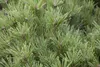 A close-up view of pine needles and developing cones on a pine tree branch. Produktbild-Vorschau