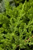 Juniperus horizontalis 'Prince of Wales', Kriech-Wacholder, Produktbild-Vorschau 1