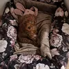 Autostoel voor hond DOGESTE – transportbox en hondenmand Productafbeelding-voorbeeld 11