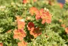 Potentilla 'Red Ace', Fingerstrauch, leuchtend rot, ca. 9x9 Produktbild-Vorschau 4