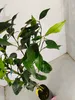 Citrus sinensis 'Navelina', Navelorange, 3-Liter-Topf Produktbild-Vorschau 5