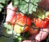 Ekspand | Síť na ochranu před ptáky – černá – 15 x 15 m – Náhled obrázku produktu 3