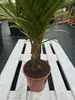 Spindelpalme Hyophorbe verschaffeltii 80-120 cm Produktbild-Vorschau 2
