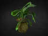 Gardners Kokedama Platycerium (L) Náhled obrázku produktu 3
