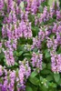 Katzenminze, im Topf - Nepeta nervosa Produktbild-Vorschau 4