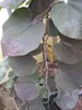 Cercis canadensis Ruby Falls - Hängender Judasbaum - Produktbild-Vorschau 3