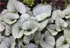 Stauden Gänge 1 x Brunnera macrophylla 'Jack Frost‘ im 1 Produktbild-Vorschau 1