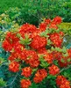 Rhododendron luteum 'Fireball', gelb-orange, 40–50 cm Produktbild-Vorschau 8