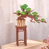 RoboTime 3D puzzle en bois Bonsaï pin Voir les images du produit 8