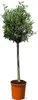 A potted olive tree against a white background. Produktbild-Vorschau