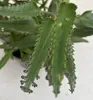 Goethepflanze - Kalanchoe daigremontiana - Brutblatt Produktbild-Vorschau 2
