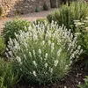 6x Lavandula ang. Edelweiss P9 H20 Produktbild-Vorschau 5