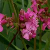 6 x Garten-Pechnelke  - Lychnis viscaria 'Splendens'  | Produktbild-Vorschau 2