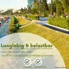 Samenshop24® Rohrschwingel festuca arundinacea, Inhalt: Produktbild-Vorschau 4