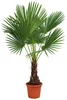 Chinese Hanfpalm (Trachycarpus fortunei): 160–220 cm, XXL Productafbeelding-voorbeeld 6