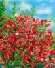 Cytisus scoparius 'Boskoop Ruby', Besenginster, rubinrot, Produktbild-Vorschau 3