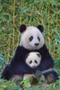 Poster - Pandas - Mutter und Baby Produktbild-Vorschau 1
