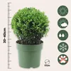 A potted plant with informational icons and a ruler. Produktbild-Vorschau